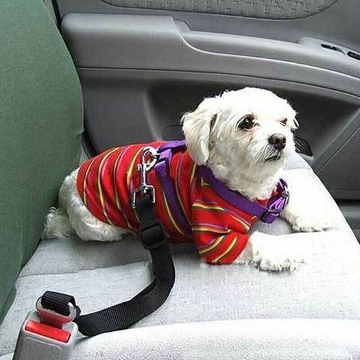 Pet Dog Cat Car Seat Belt For Accessories Goods Animals Adjustable Harness
