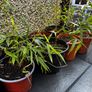 Gold Bamboo small plants Image 2