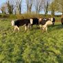 Hereford Heifers Image 6