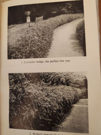 Colour Hedges. By J.l. Beddal.n.d.h. Published By The Gardening  Book Club London. First Editions  1953. Hardback In Good Condition. 36.