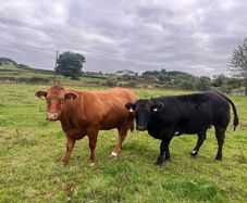 Cattle