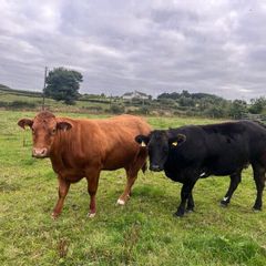 Cattle