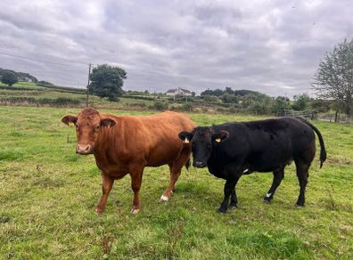 Cattle