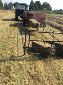 hay