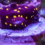 Outer space spammacora Image 2
