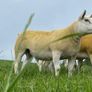 Pedigree Texel gimmers for sale Image 5