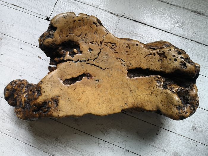 American Redwood Burl