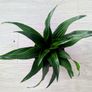 Dracaena Compacta Plant Image 3