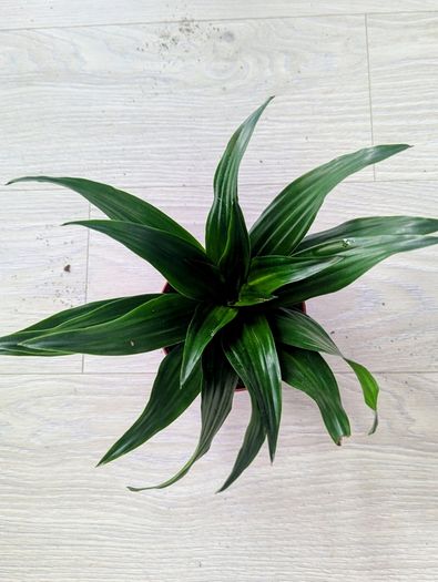 Dracaena Compacta Plant