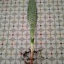 Snake plant Image 3