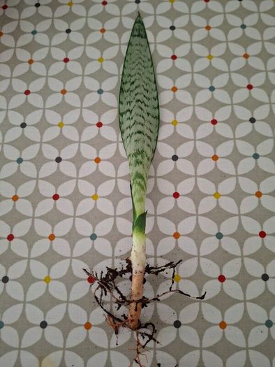 Snake plant