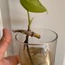 Various House Plants and Cuttings Image 3