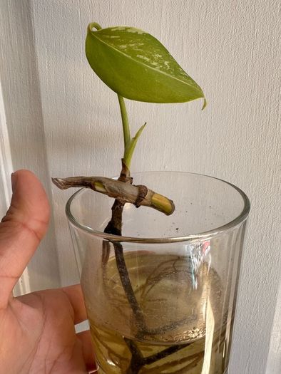 Various House Plants and Cuttings