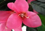 Artificial Rhododendron Plant with Pot 155 cm Green and Pink
