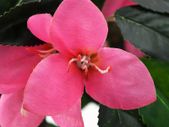 Artificial Rhododendron Plant with Pot 155 cm Green and Pink