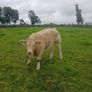 Show  type weanling Image 6