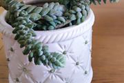 Plant Sedum Buritto