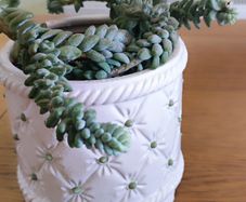 Plant Sedum Buritto