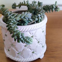 Plant Sedum Buritto