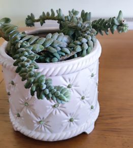 Plant Sedum Buritto