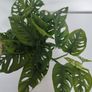Monstera Monkey Mask plant Image 3