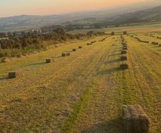 Hay