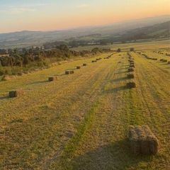 Hay