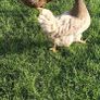 Chickens Image 2