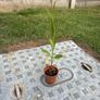 Plants - Purpletop Vervain Image 4