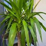 Yucca elephantipes Image 3