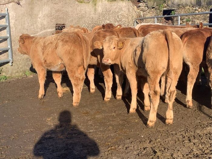 20 u grade charlaois and limousine heifers