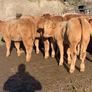 20 u grade charlaois and limousine heifers Image 3