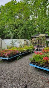 Grasses, Plants, Shrubs