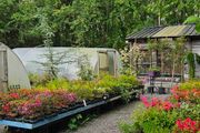 Grasses, Plants, Shrubs