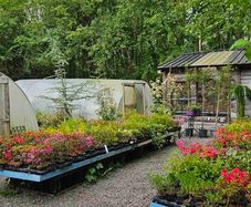 Grasses, Plants, Shrubs