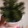 Artificial Plants in Matching Ceramic Plant Pots x3 Image 5