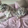 tiger teddy Image 2