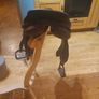 Horse saddle Image 5