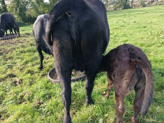 3 AA first calvers