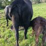3 AA first calvers Image 3