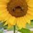 TheRedSunflower