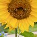 TheRedSunflower