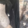 Betty Barclay vintage black velvet blazer Image 8