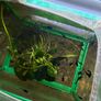 Freshwater Fish Image 8