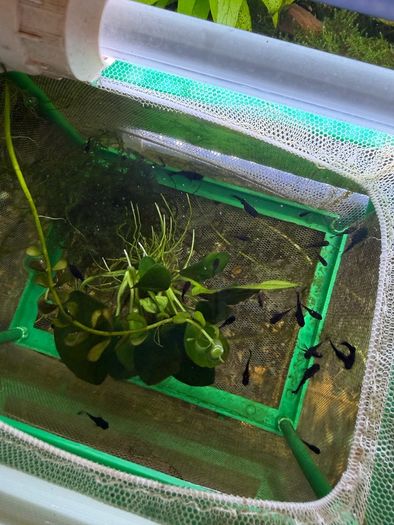 Fish Tank And stand with fish and plants