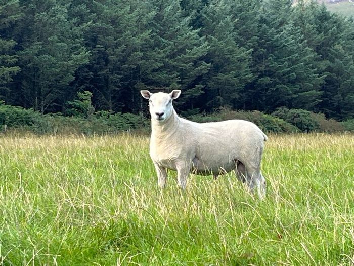 Blue Leicester Texel Cross Hogget Ram