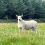 Blue Leicester Texel Cross Hogget Ram Image 3