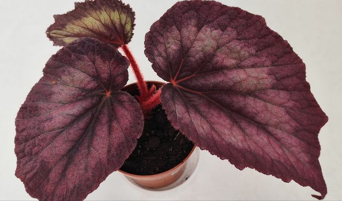 Begonia