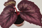 Begonia