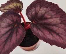 Begonia
